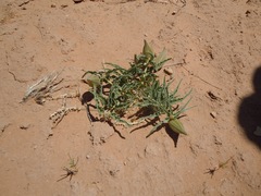 Asclepias macrosperma