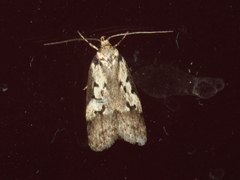 Philobota partitella