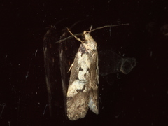 Philobota partitella