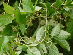 Dioscorea pentaphylla