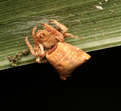 Arkys dilatatus