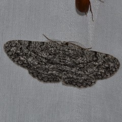 Hypomecis umbrosaria