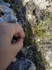 Galium verticillatum