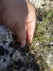 Galium verticillatum