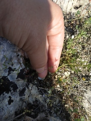 Galium verticillatum