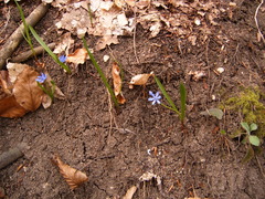 Scilla vindobonensis