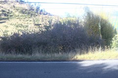 Berberis glaucocarpa