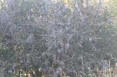 Berberis glaucocarpa