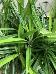 Pandanus amaryllifolius