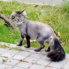 Felis catus