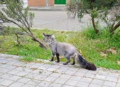Felis catus