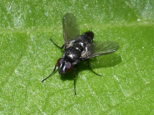 Pouting Woodlouse-fly, Groesbeek, Nederland, photo 9 of 10