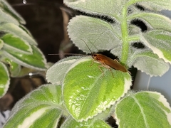 Ischnoptera bilunata