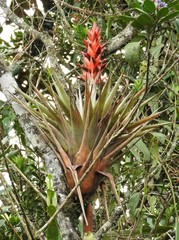 Tillandsia confinis