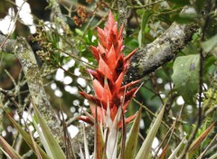Tillandsia confinis