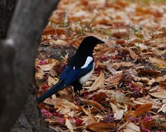 Pica serica