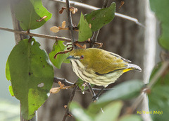 Dicaeum chrysorrheum