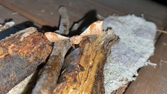 Fascellina chromataria