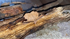 Fascellina chromataria