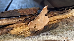 Fascellina chromataria