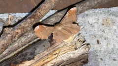 Fascellina chromataria