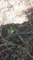 Neobarrettia spinosa