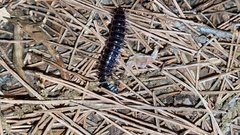 Epanerchodus koreanus