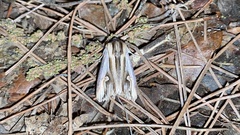 Actinotia intermediata