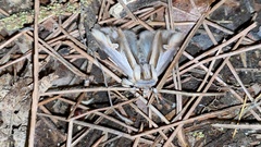 Actinotia intermediata