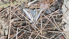 Actinotia intermediata