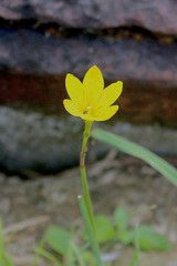 Zephyranthes citrina