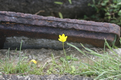 Zephyranthes citrina