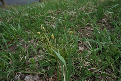 Carex pediformis