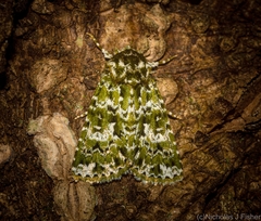 Thalatha bryochlora