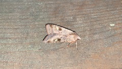 Diarsia canescens