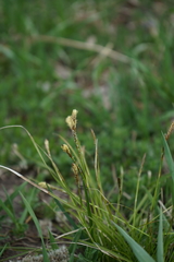 Carex pediformis