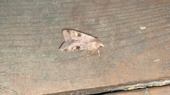 Diarsia canescens