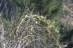 Passiflora pinnatistipula