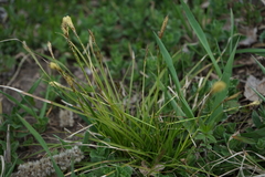 Carex pediformis