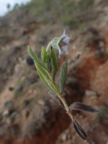 Trichodesma zeylanicum image