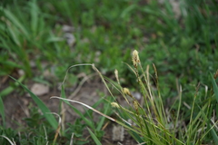 Carex pediformis