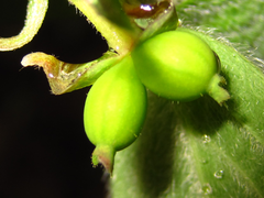 Lonicera praeflorens