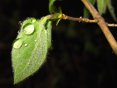 Lonicera praeflorens