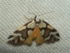 Thallarcha staurocola