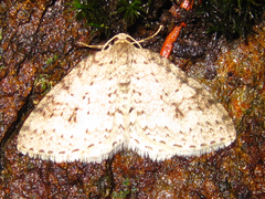 Hydrelia bicauliata
