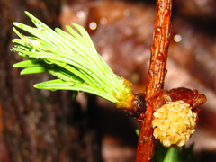 Larix kaempferi