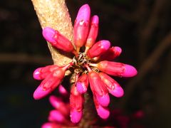 Cercis chinensis