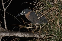 Gorsachius leuconotus