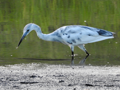 Egretta caerulea