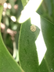 Ceroplastes sinensis